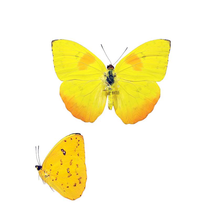 Phoebis philea philea True Butterfly Specimen Butterfly wall custom exhibition