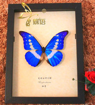 Butterfly language:Goddess of light flash butterfly Helena flash Peruvian National butterfly True butterfly Butterfly specimen decorative box personalized customization