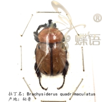 die yu really insect pocket insect specimens Brachysiderus quadrimaculatus rhinoceros beetle section