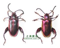 Butterfly language: Purple orchid insect specimen small insect drop glue photo popular science education student gift