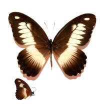 Butterfly language Zenith Dade Papilio zenobia true butterfly specimen Central African Republic