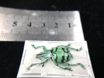 Eupholus chevrolati of butterfly weevil specimens of true insects