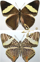 Butterfly yellow brachial butterfly real insect butterfly specimen butterfly wall framed cloth butterfly decoration painting customization