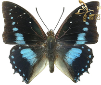 Butterfly Butterfly Specimen Charaxes imperialis Kings Butterfly Specimens