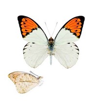 Butterfly language crane top pink butterfly aturia subspecies true butterfly specimen decorative painting custom exhibition Thailand