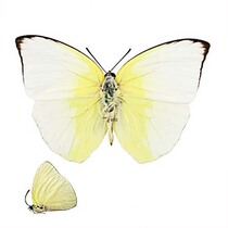 Butterfly two-color Philippine butterfly Phoebis statira true butterfly specimen decorative wall painting Peru