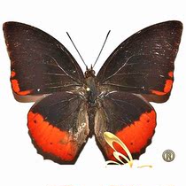 Butterfly butterfly specimen Charaxes protoclea protoclea original Claw butterfly specimen