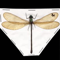 Butterfly language damselfly specimen Vestalis luctuosa Taiwan fine-colored damselfly insect specimen