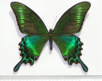Butterfly language:Green belt Green Papilio Butterfly specimen Insect specimen True butterfly Large Papilio about 9-10 cm