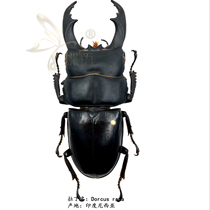 Butterfly language: true insect specimen rama big spade Dorcus rama Stag Beetle Beetle