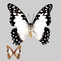 Butterfly Angora Graphium angolanus baronis true butterfly specimens