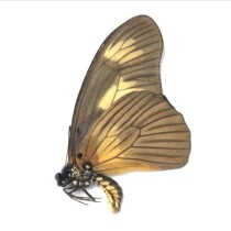 Butterfly with spotted green butterfly Graphium ucalegonides true butterfly specimen Central African Republic