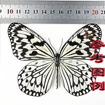 Butterfly language:Big silk spotted butterfly Large butterfly