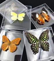 Butterfly: B- level 24 kinds of colorful butterflies butterfly specimens real butterflies (student science gifts) transparent box