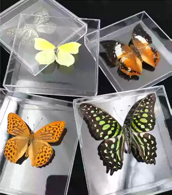 Butterfly: B- level 24 kinds of colorful butterflies, butterfly specimens, real butterflies (student science gifts) transparent box