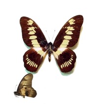 Butterfly Graphium latreillianus theorini true butterfly specimens