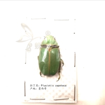 Butterfly language: true insect specimen Plusiotis zapoteca of the golden tortoise golden tortoise experimental collection