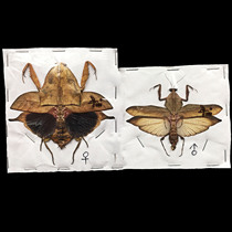 Butterfly mantis specimen Deroplatys truncata cobra dead leaf mantis imported from Malaysia