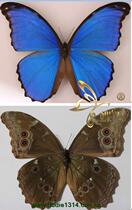 Butterfly language: Happy goddess flash butterfly origin Peru Large flash butterfly true butterfly specimen spread wings about 14-15cm