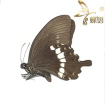 Butterfly Butterfly Specimen Papilio fuscus motomurai Australian Jade