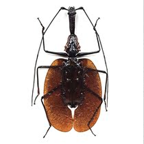 Butterfly language true insect infantry specimen Mormolyce phyllodes bibu violin step armor