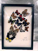 Butterfly: Butterfly Specimen Combination Specimen Frame Customized Real Butterfly Real Insects High-end Furniture Decoration Gifts