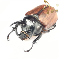 Butterfly worm rhinoceros Golden Turtle Eupatorus beccarii beccarii Trident giant triangle pocket