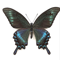 Butterfly language green belt Phoenix butterfly large swallowtail butterfly 10cm true butterfly specimen home decoration ornaments science and education specimens