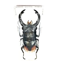 Butterfly Spade Beetle Specimen Hexarthrius parryi paradoxus Orange-backed Pronghorn Spade Beetle