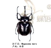 Butterfly language: true insect specimen rhinoceros golden tortoise God of War big worm Megasoma mars Collection Experiment