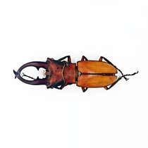 Butterfly language: true insect specimens Cyclommatus alagari A ring stout Beetle Beetle