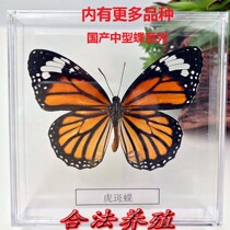 Butterfly language: A-grade collection of 10 domestic true butterfly specimens of the family of butterflies(winged butterfly label transparent box