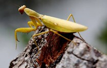 Butterfly language: praying mantis axe Mantis large insect specimen protoworm dry worm transparent boxed student gift