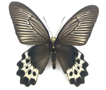 Butterfly: Atrophaneura priapus priapus Javanese butterflies insect butterfly specimens