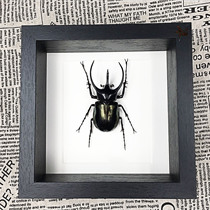 Butterfly beetle specimen three-dimensional box decorative painting Insect specimen High Casas Nanyang Big pocket insect