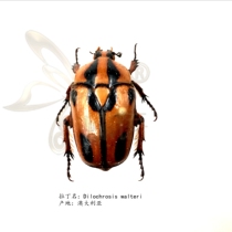 Butterfly: true insect specimen flower golden tortoise Dilochrosis walteri Waustelidae flower tortoise