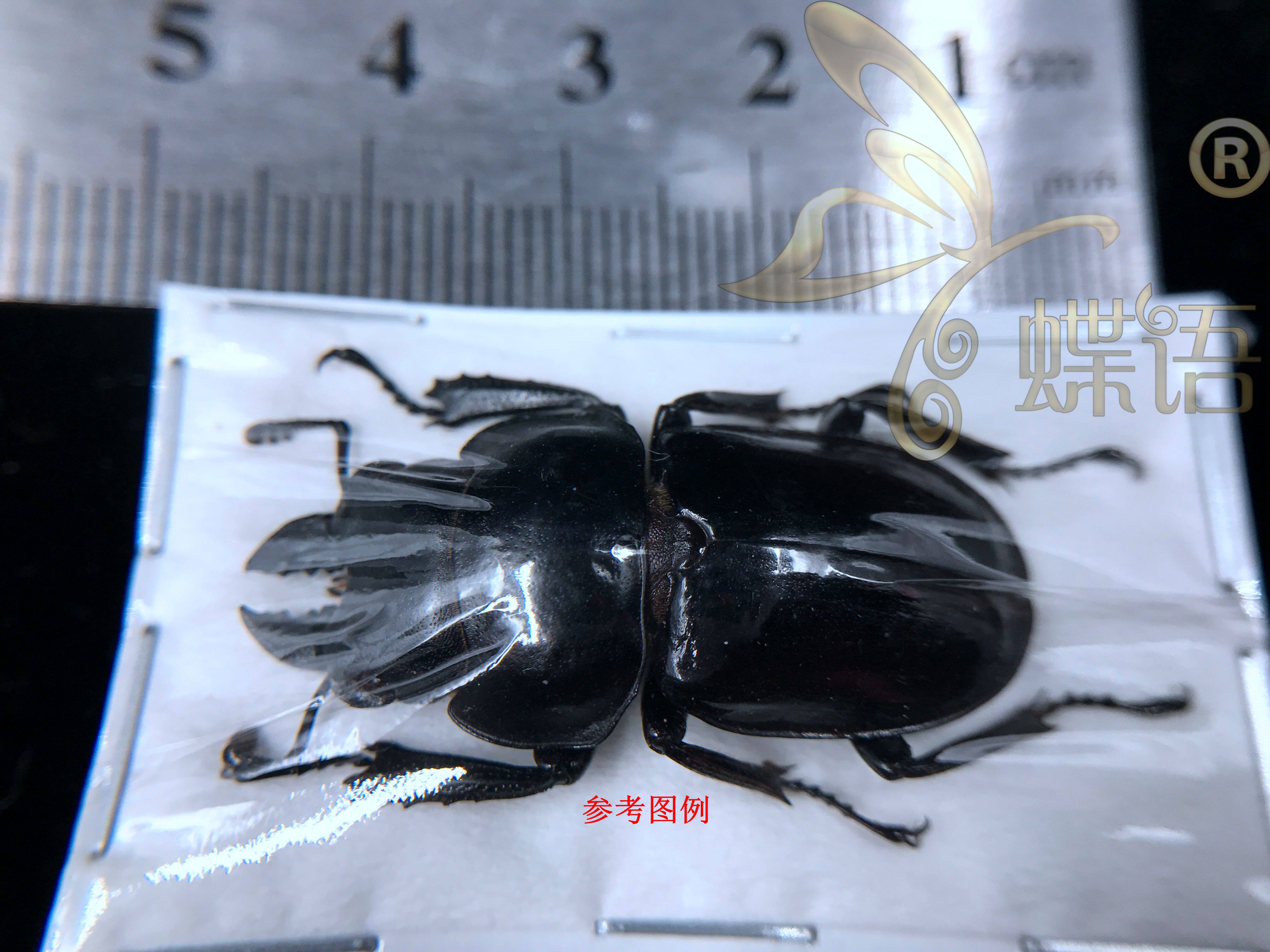 Butterfly language: stag armor specimen true insect Neolucanus laticollis stag beetle stag armor imported from Indonesia