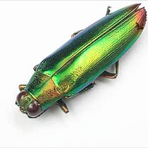 Butterfly Gidding Specimen Chrysochroa fulminans fulminans Acacia Gidin