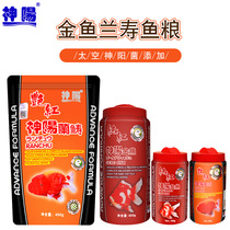 Shenyang pure red red red orchid goldfish lion head lion koi carp carp fish food fish grain