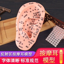 Ear model reflex area massage Clear lettering Traditional Chinese medicine Wang Unrestrained seed paste ear bean paste probe acupuncture point pen needle