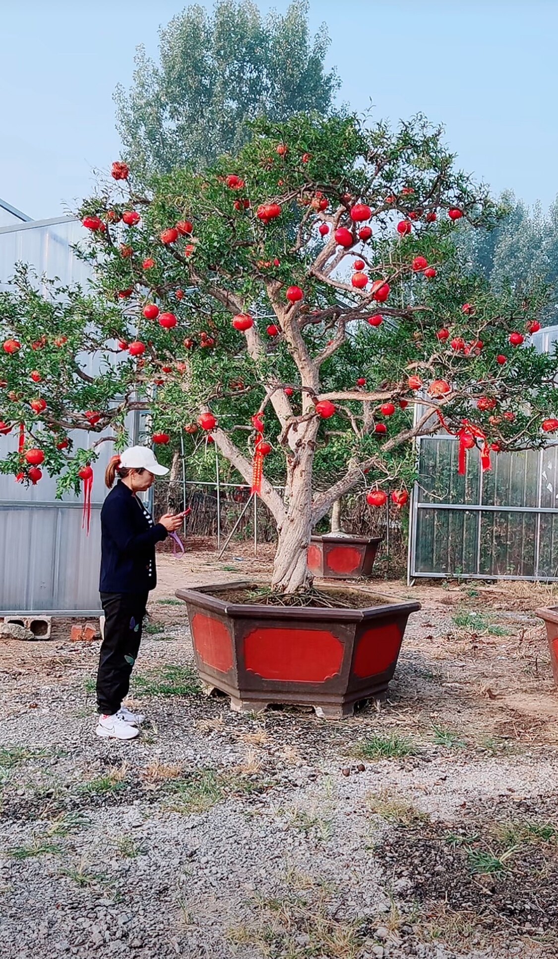 别墅庭院精品造型石榴树盆景