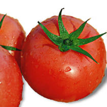 Vegetable seeds farm pepper tomato cucumber potted tomato leek coriander four seasons vegetable seed larvae Daquan