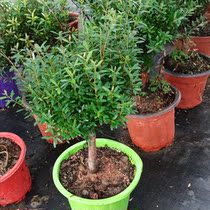 Small leaf red Nan Bonsai Indoor tree stump ripe pile Golden silk Nan Wood Exorcism potted evergreen four seasons Purify the air Green plant