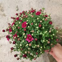 Purple chrysanthemum pot chrysanthemum seedlings indoor balcony flowering period long cold-resistant plants
