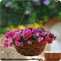 Imported flower species Pan American big flower horse tooth flower Happy hour flower seeds sunless sun flower balcony four seasons