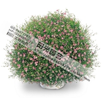 New import of starry Gypsy Maruhua flower seeds to Japan in March Bridal flowers Pan-American United States