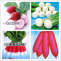 Cherry pink little red round white water radish organic vegetable seeds High germination rate seeds