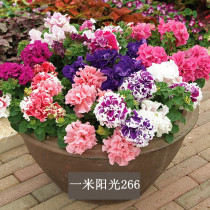 In March new imported pellet flower seeds from Pan-American to the United States Double petunia rotary flower seeds