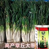 Шаньдун Чжанкю, зеленый лук, база лука из четырех сезонов весна и осенью