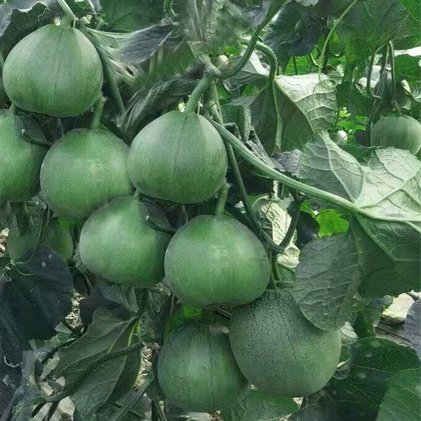 Товары от 问天种业